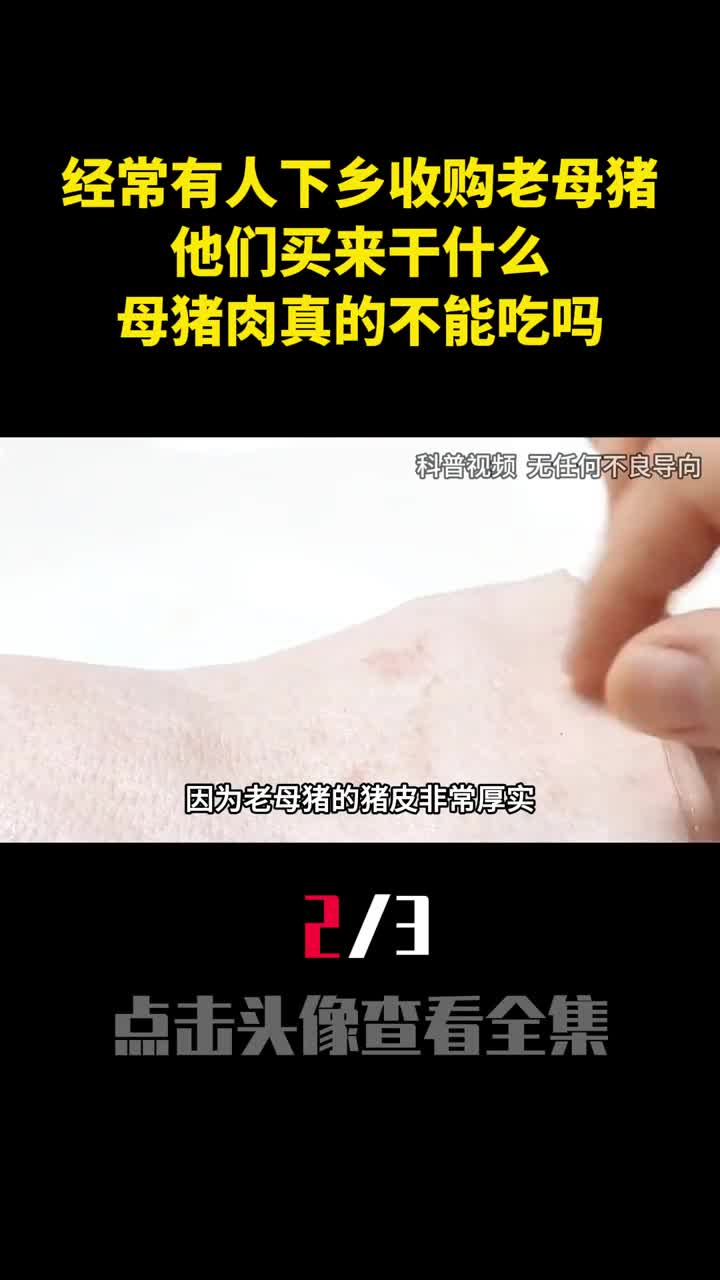 经常有人下乡收购老母猪他们买来干什么母猪肉真的不能吃吗2