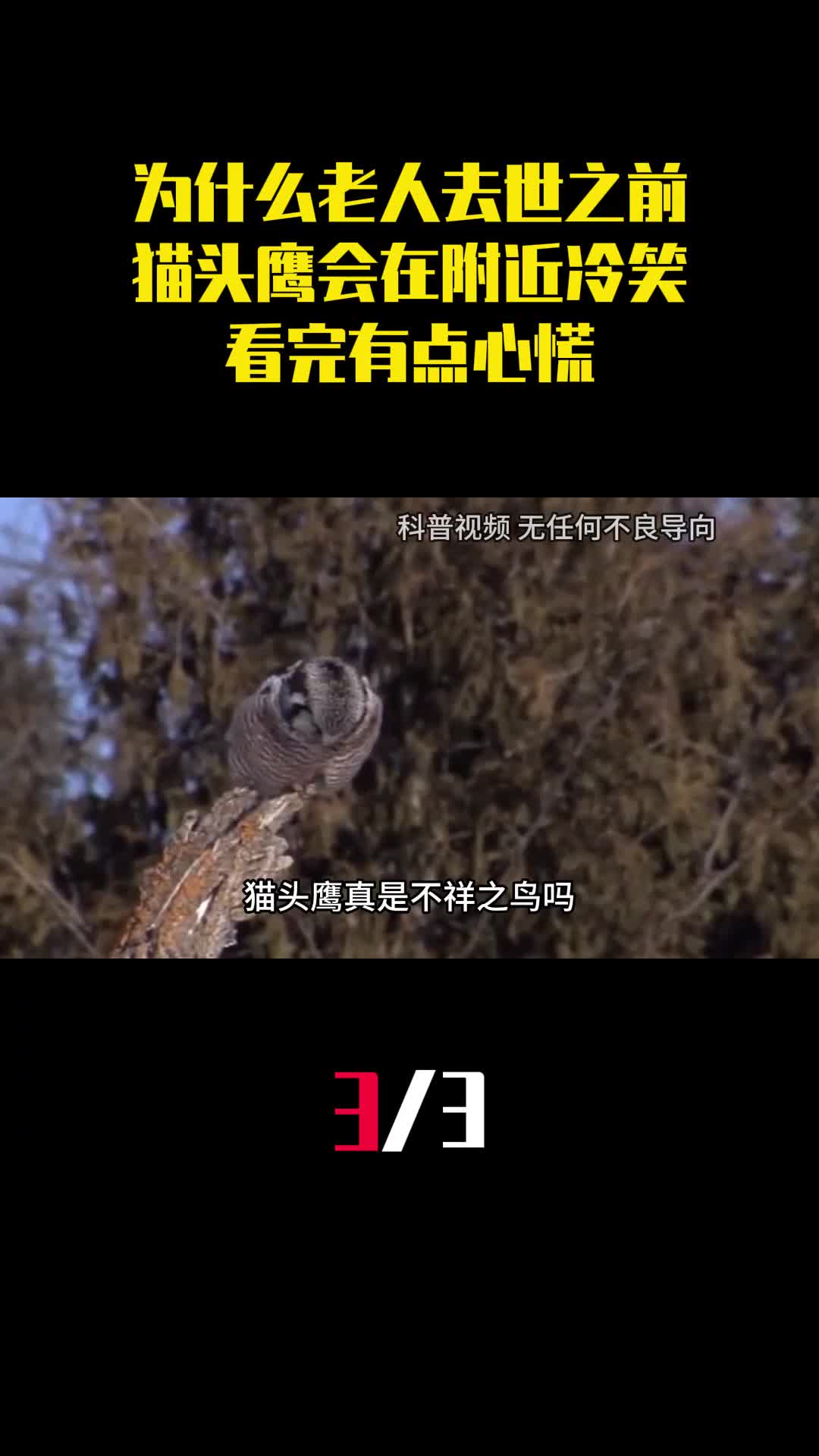 为什么老人去世之前猫头鹰会在附近冷笑看完有点心慌3