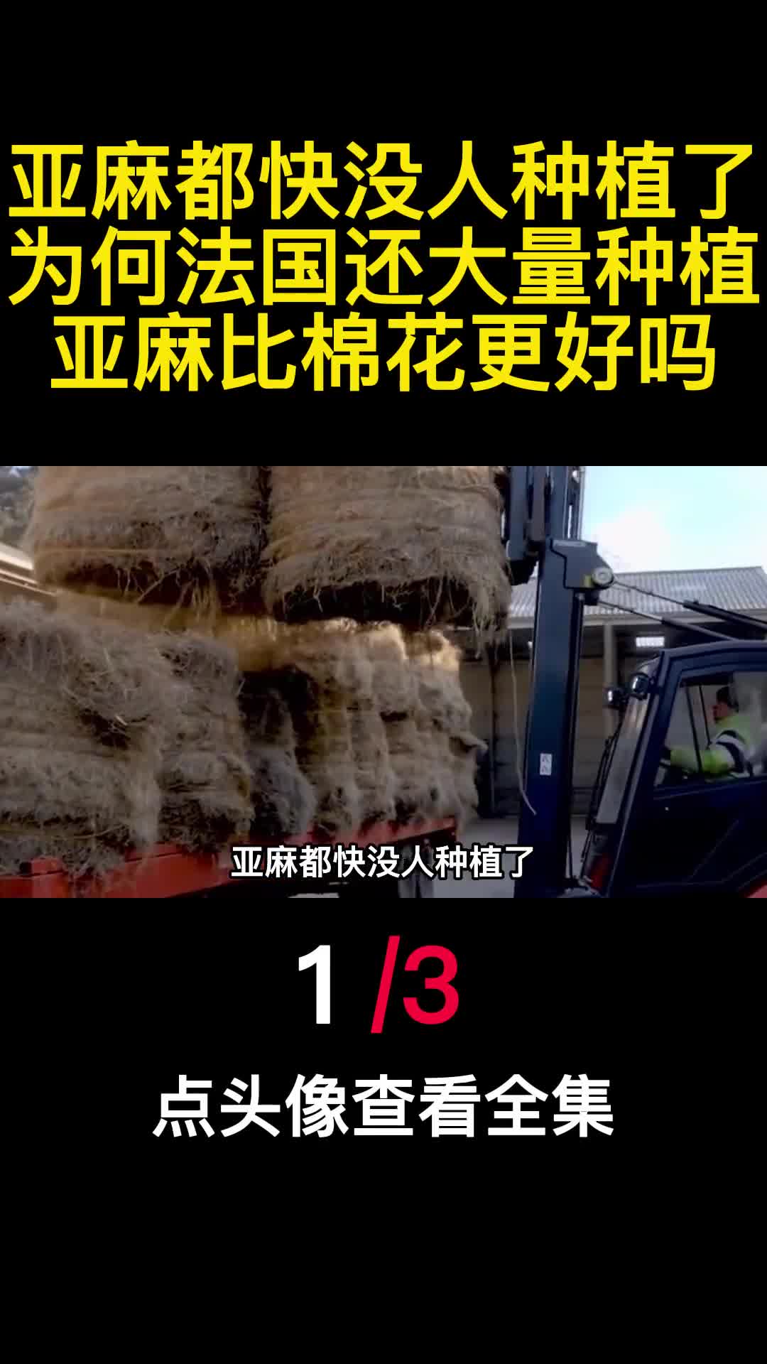 亚麻都快没人种植了为何法国还大量种植亚麻比棉花更好吗1