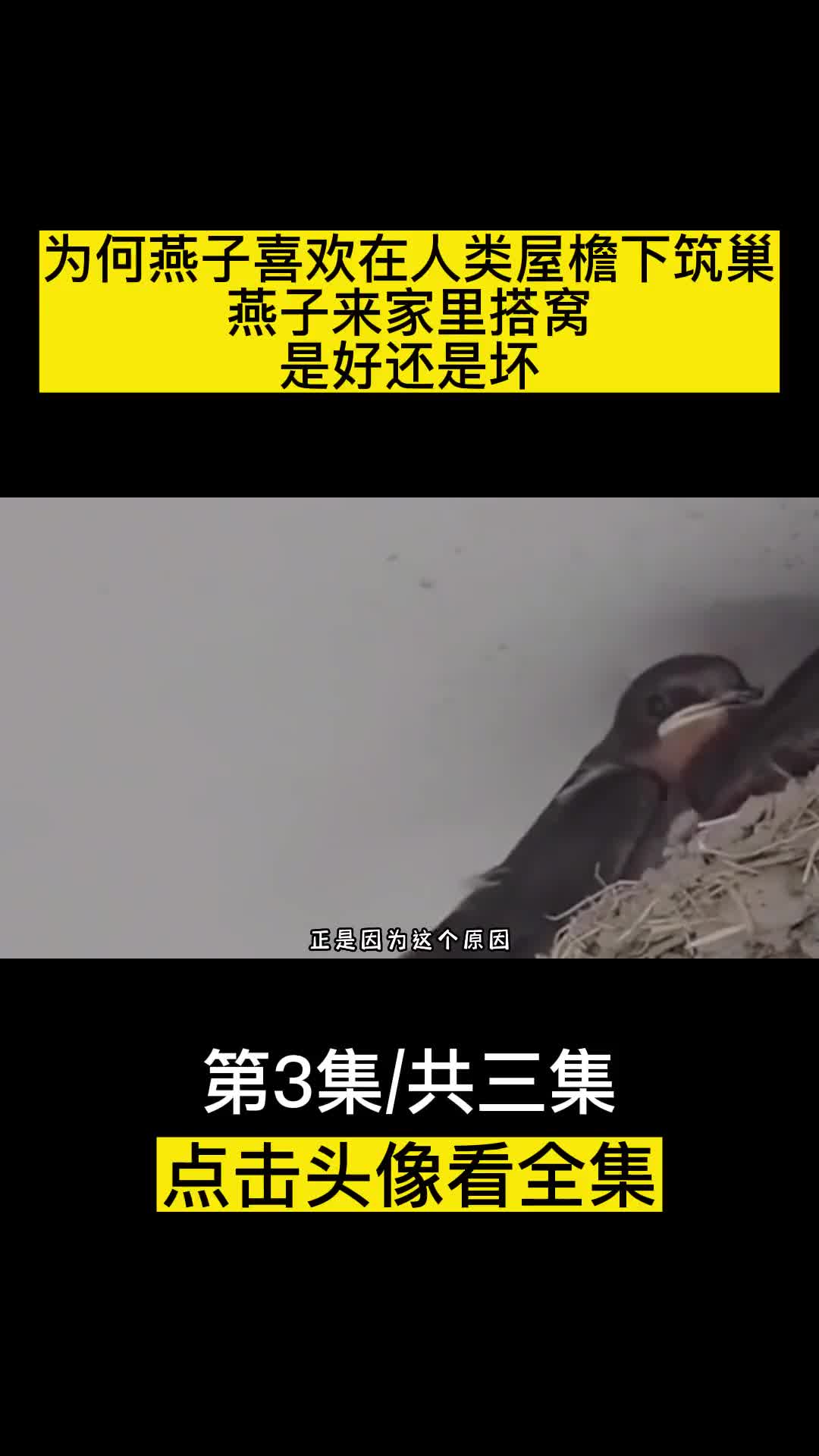 为何燕子喜欢在人类屋檐下筑巢燕子来家里搭窝是好还是坏