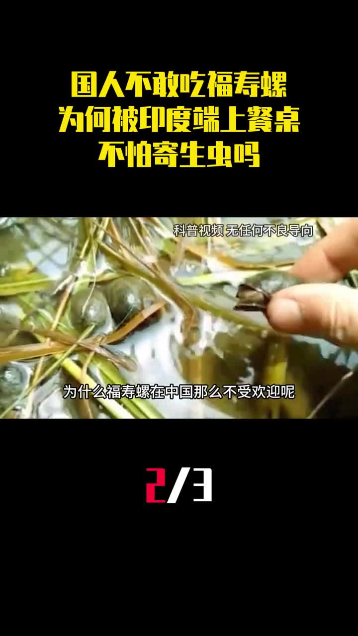 中国人不敢吃的福寿螺为何被印度端上餐桌不怕寄生虫吗2