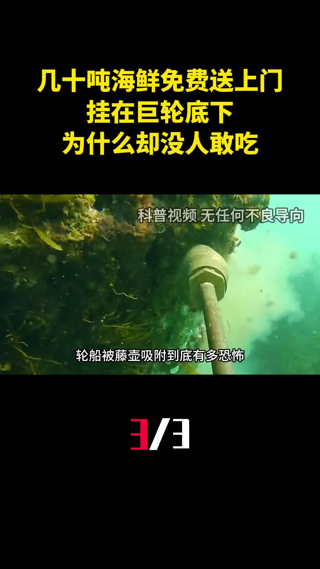 几十吨海鲜免费送上门挂在巨轮底下为什么却没人敢吃3