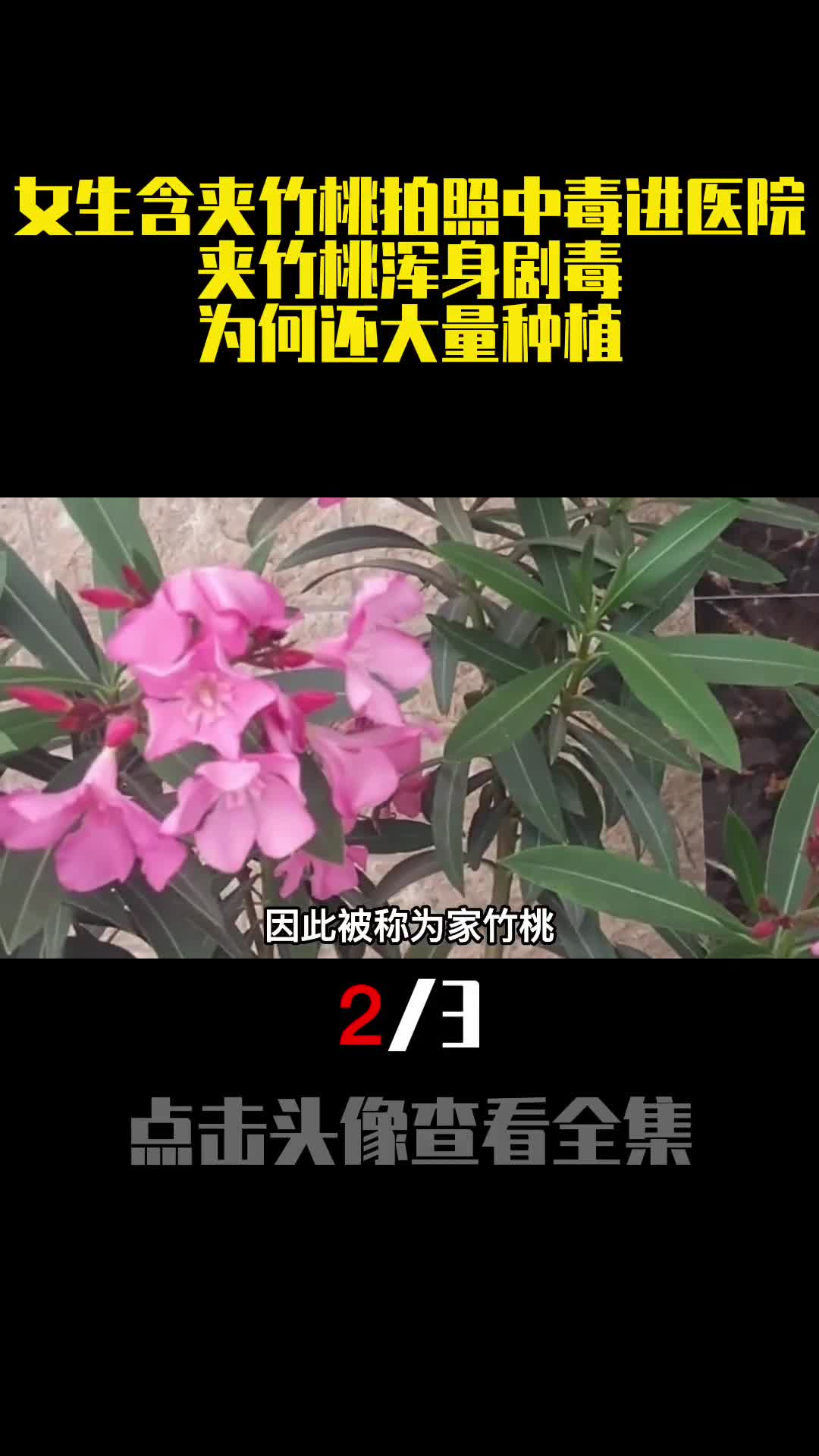 女生含夹竹桃拍照中毒进医院夹竹桃浑身剧毒为何还大量种植2