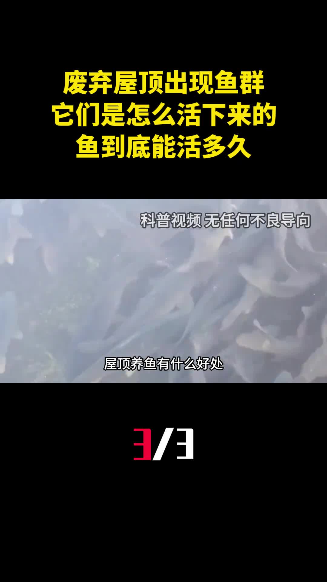 废弃20年的屋顶出现鱼群它们是怎么活下来的鱼到底能活多久3