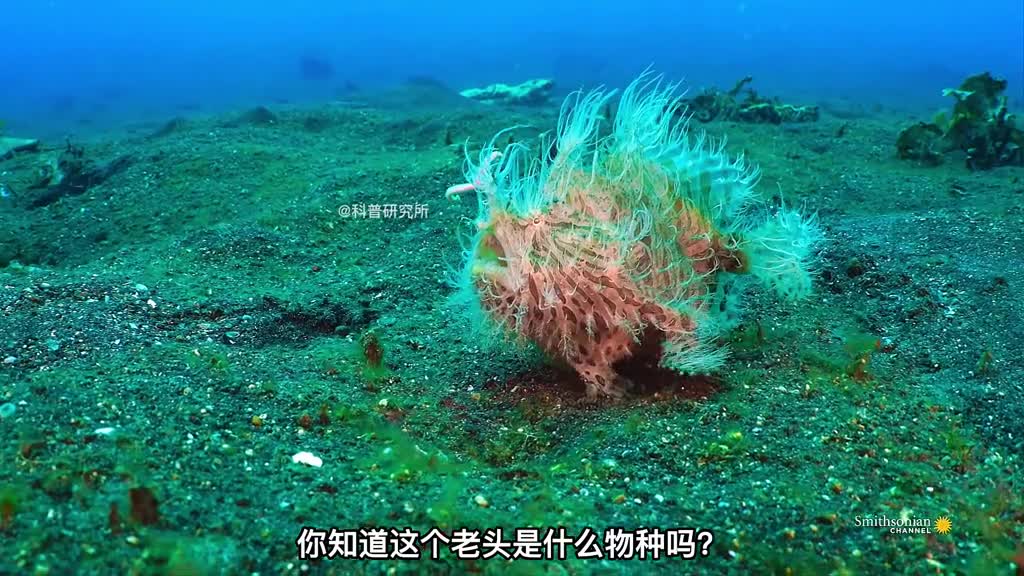 这种新型的虾你敢吃吗还有像龙头的鱼你知道是什么吗二