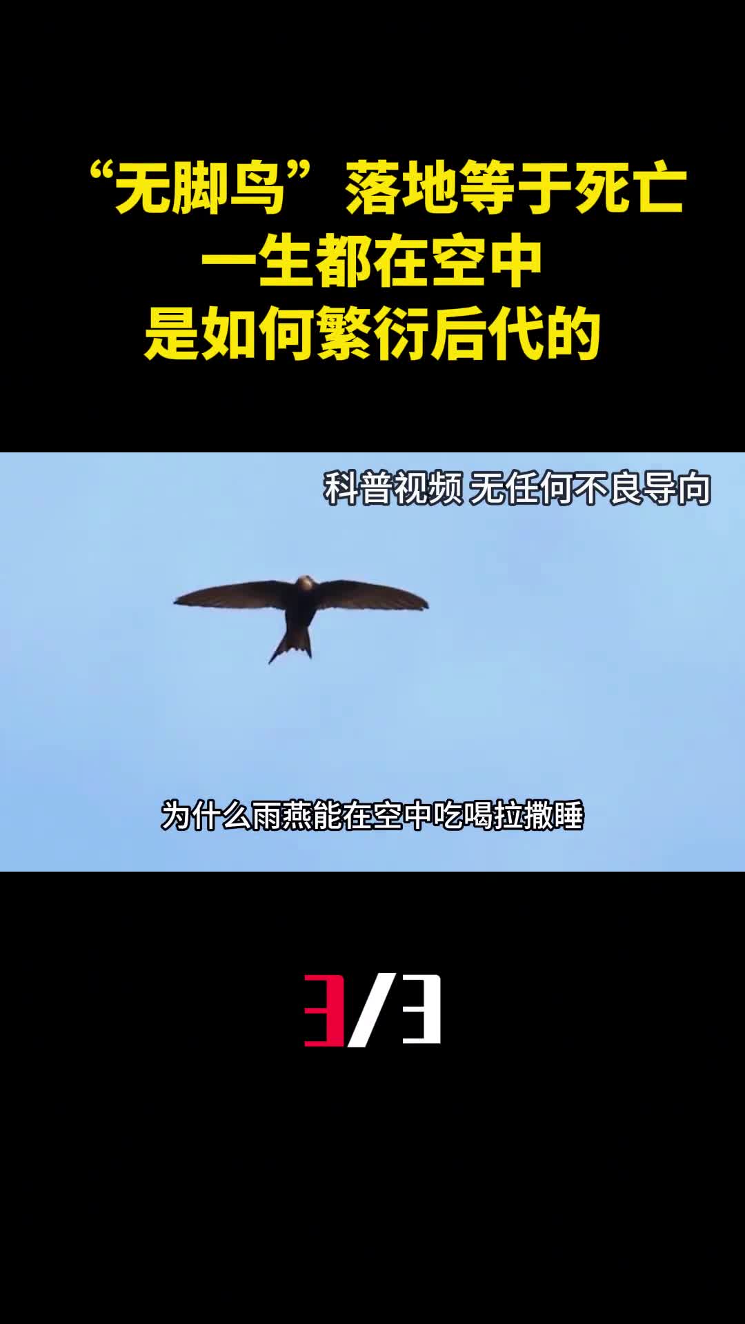 无脚鸟雨燕落地等于死亡一生都在空中是如何繁衍后代的3