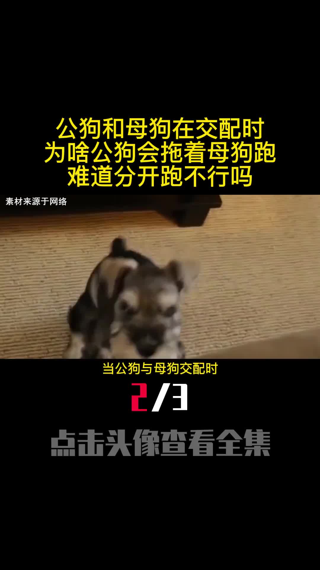 公狗和母狗在交配时为啥公狗会拖着母狗跑难道分开跑不行吗2