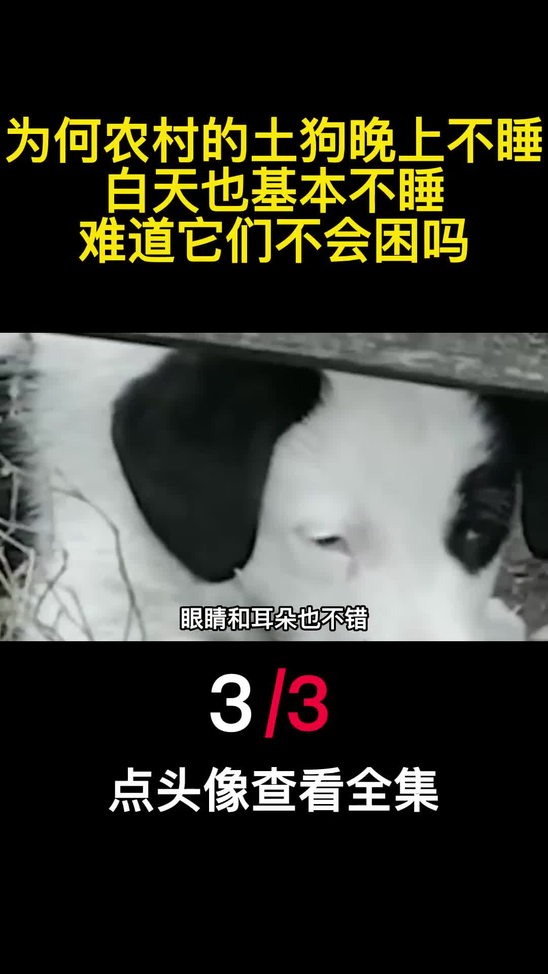 为何农村的土狗晚上不睡白天也基本不睡难道它们不会困吗3
