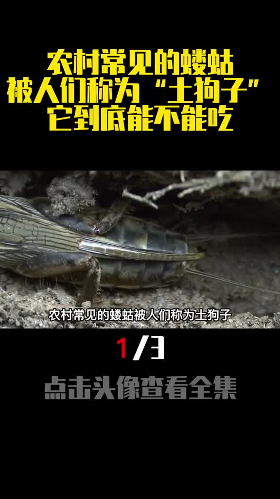 农村常见的蝼蛄被人们称为土狗子它到底能不能吃1
