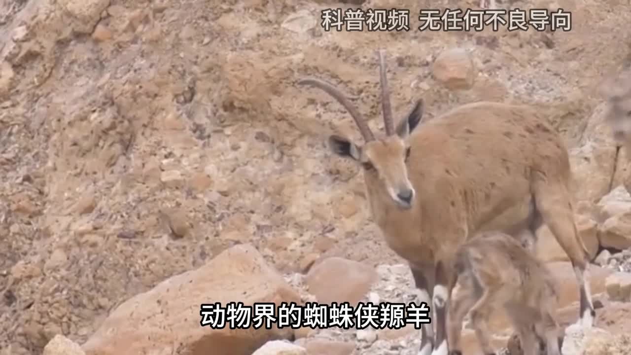 动物界的蜘蛛侠羱羊为何能在峭壁行走不怕失足摔死吗2