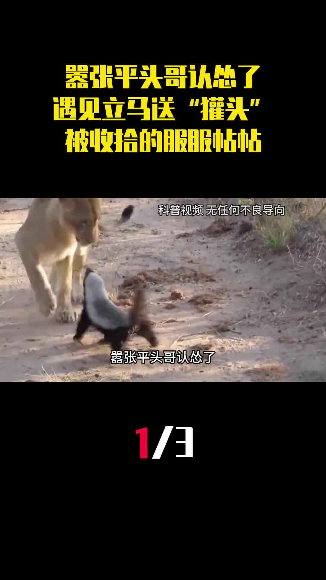 嚣张平头哥认怂了遇见立马送獾头被收拾的服服帖帖1