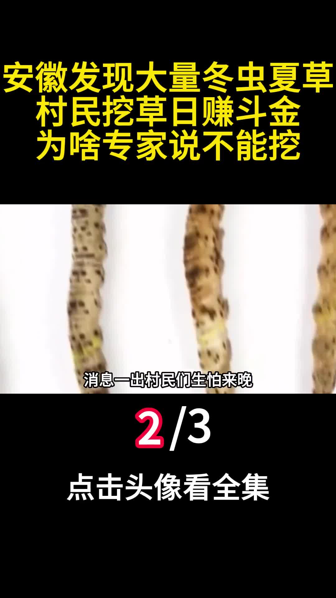 安徽发现大量冬虫夏草村民挖草日赚斗金为啥专家说不能挖2