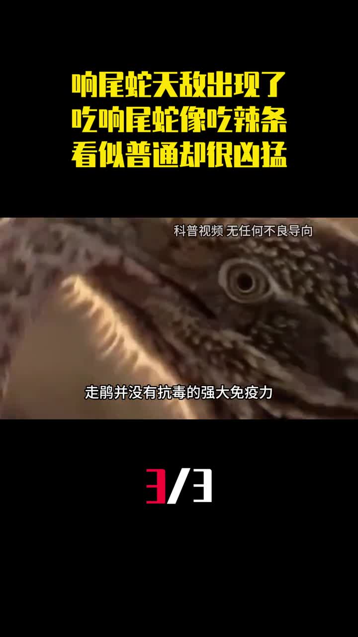 响尾蛇天敌出现了吃响尾蛇像吃辣条走鹃看似普通却很凶猛3
