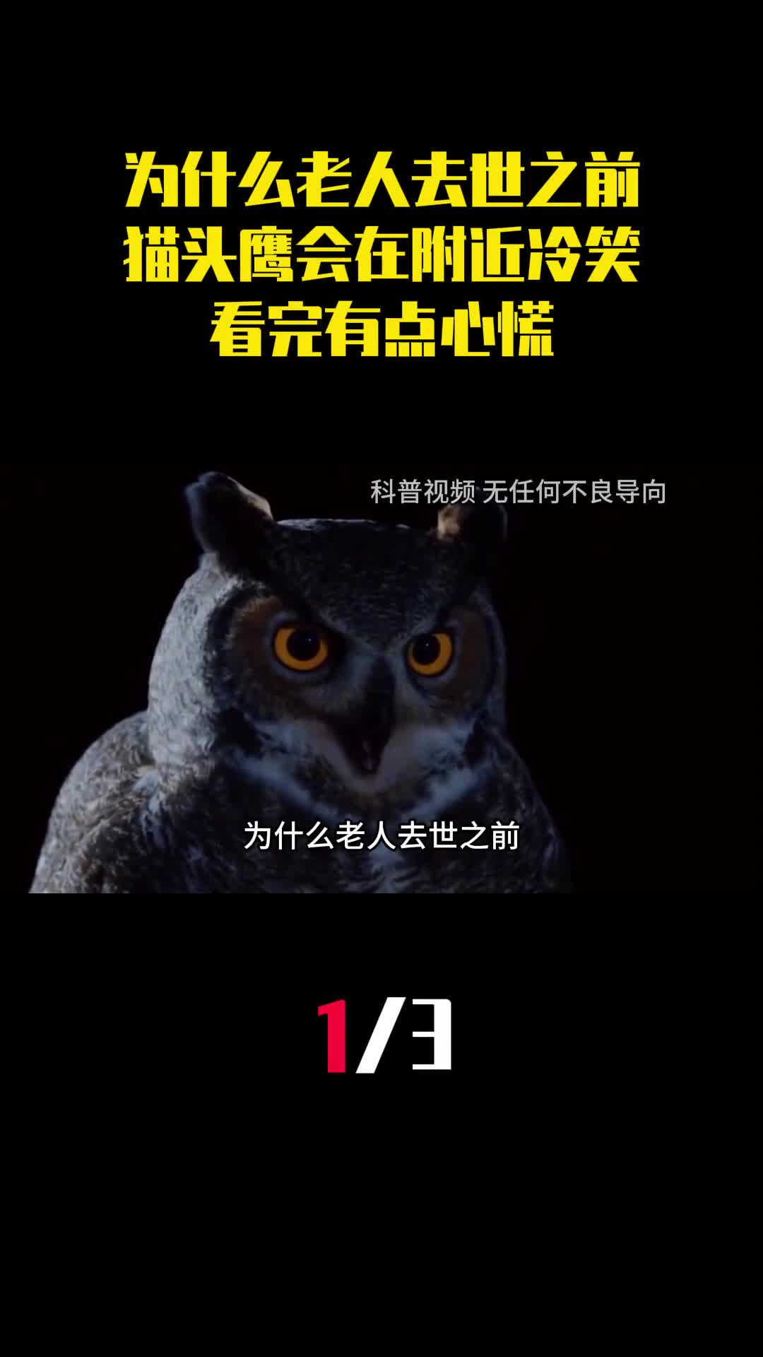 为什么老人去世之前猫头鹰会在附近冷笑看完有点心慌1