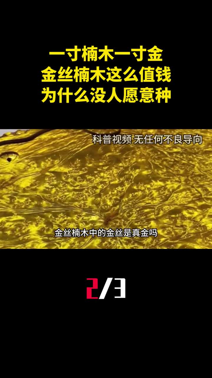 一寸楠木一寸金金丝楠木这么值钱为什么没人愿意种2