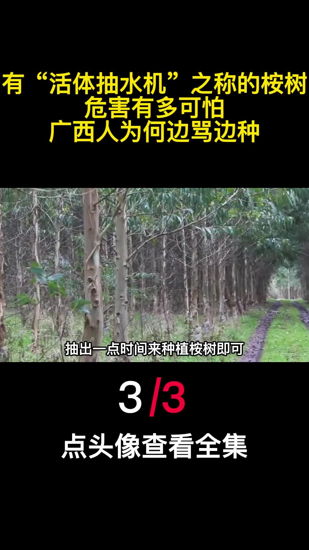 有活体抽水机之称的桉树危害有多可怕广西人为何边骂边种3
