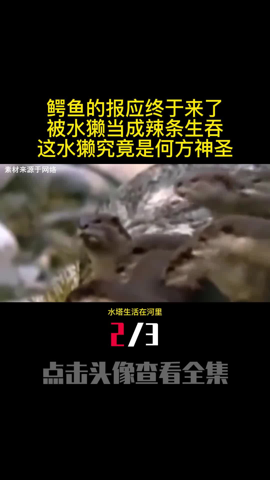 鳄鱼的报应终于来了被水獭当成辣条生吞这水獭究竟是何方神圣2