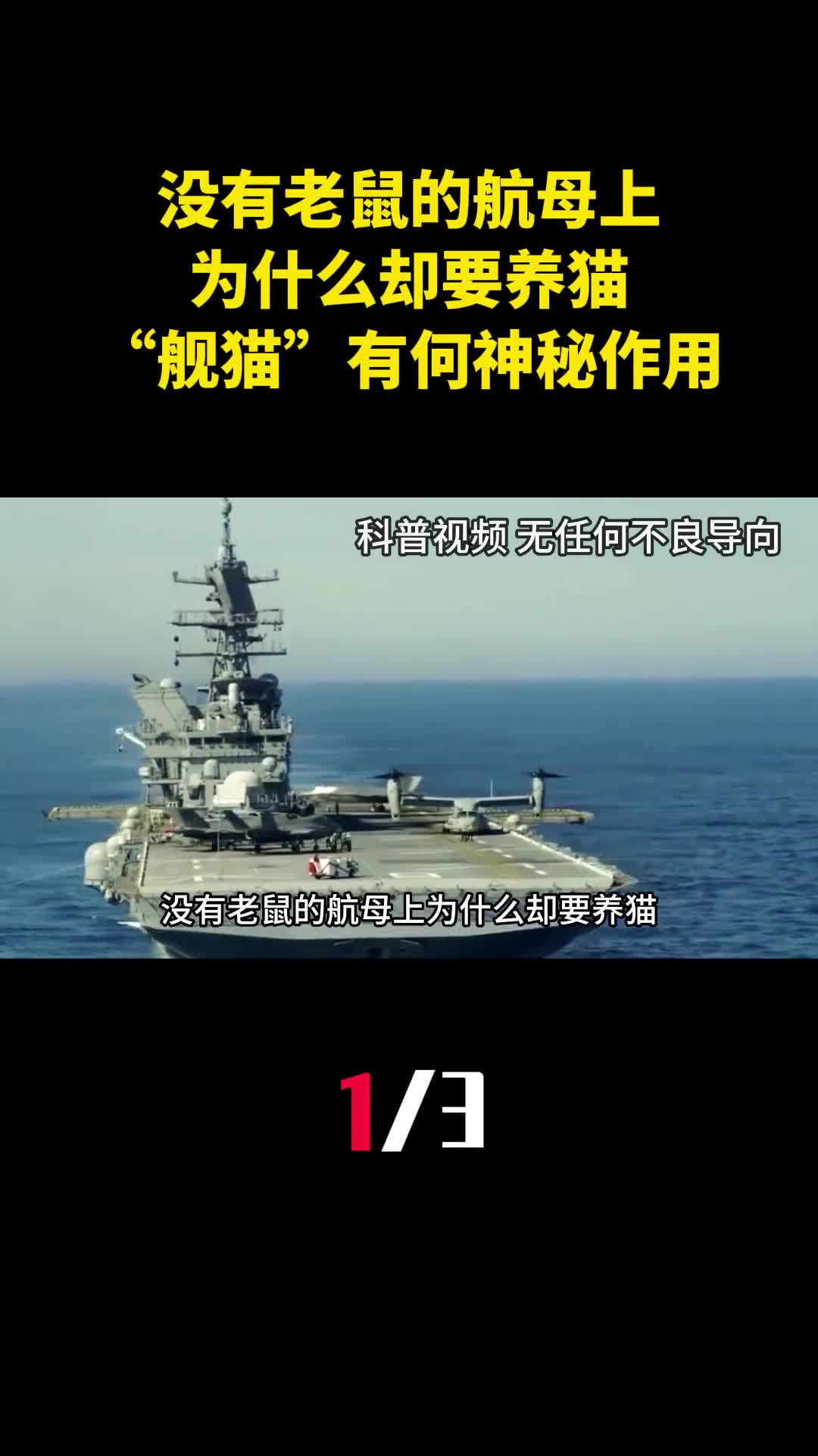 没有老鼠的航母上为什么却要养猫舰猫有何神秘作用1