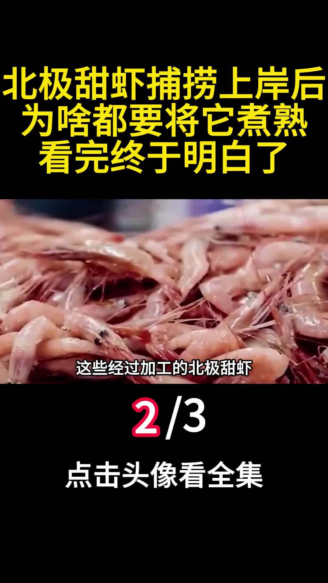 北极甜虾捕捞上岸后为啥都要将它煮熟看完终于明白了2