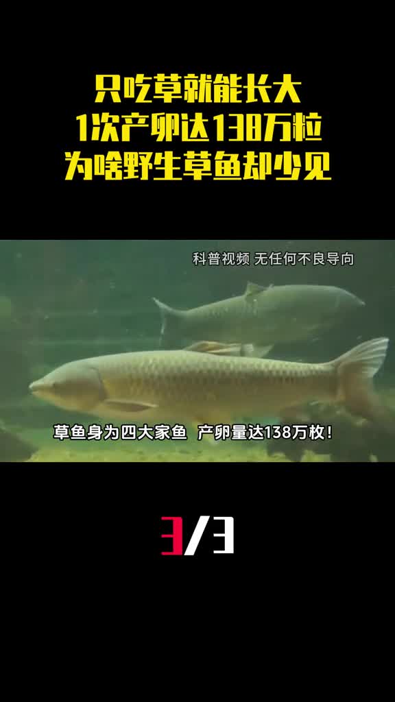 只吃草就能长大1次产卵多达138万粒为啥野生草鱼却很少见3