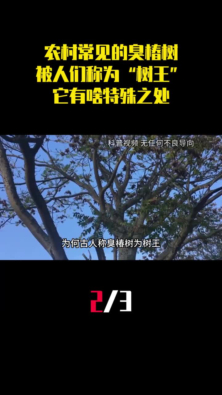为什么农村常见的臭椿树被人们称为树王它有啥特殊之处2