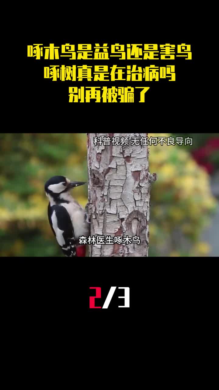 啄木鸟到底是益鸟还是害鸟啄树真是在治病吗别再被骗了2