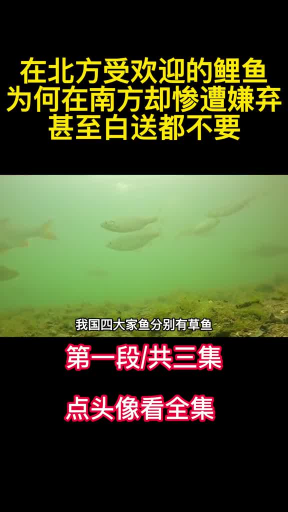 在北方受欢迎的鲤鱼为何在南方却惨遭嫌弃甚至白送都不要1