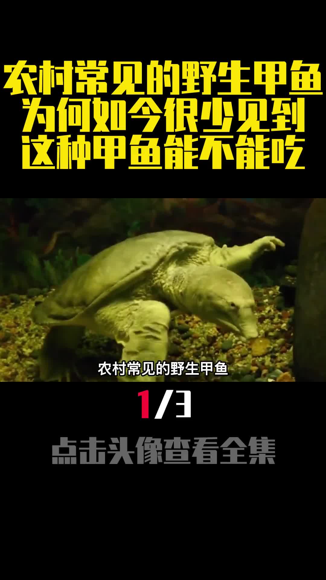 农村常见的野生甲鱼为何如今很少见到这种甲鱼能不能吃1
