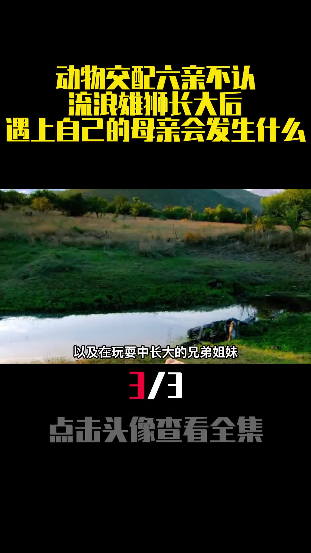 动物交配六亲不认流浪雄狮长大后遇上自己的母亲会发生什么3