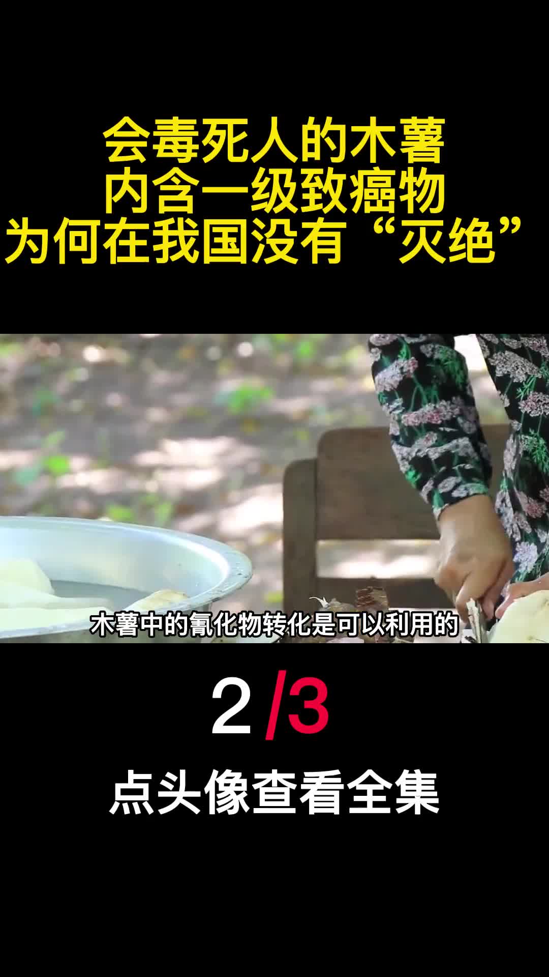 会毒死人的木薯内含一级致癌物为何在我国没有灭绝2