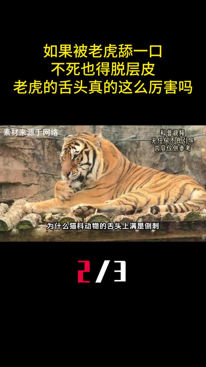 如果被老虎舔一口不死也得脱成皮老虎的舌头真的这么厉害吗2