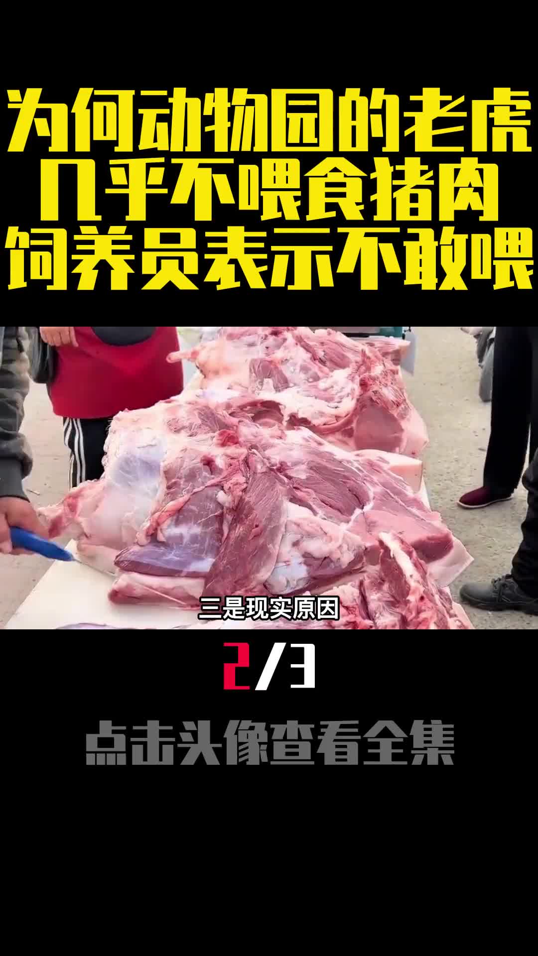为何动物园的老虎几乎不喂食猪肉饲养员表示不敢喂2