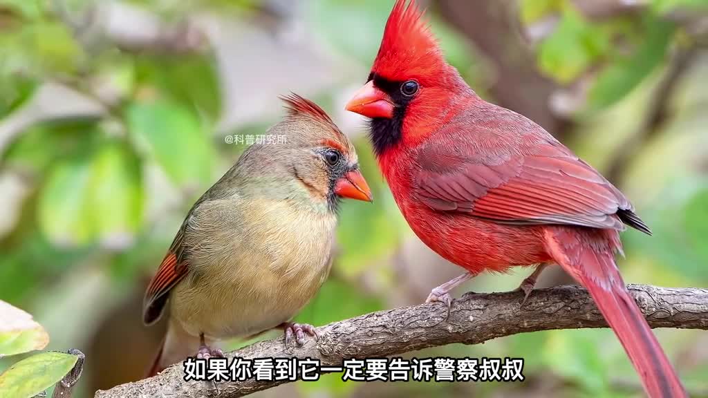 注意了这种龙虾不要吃二