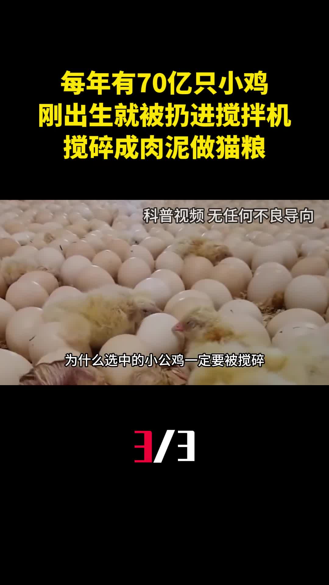 每年有70亿只小鸡刚出生就被扔进搅拌机搅碎成肉泥做猫粮3