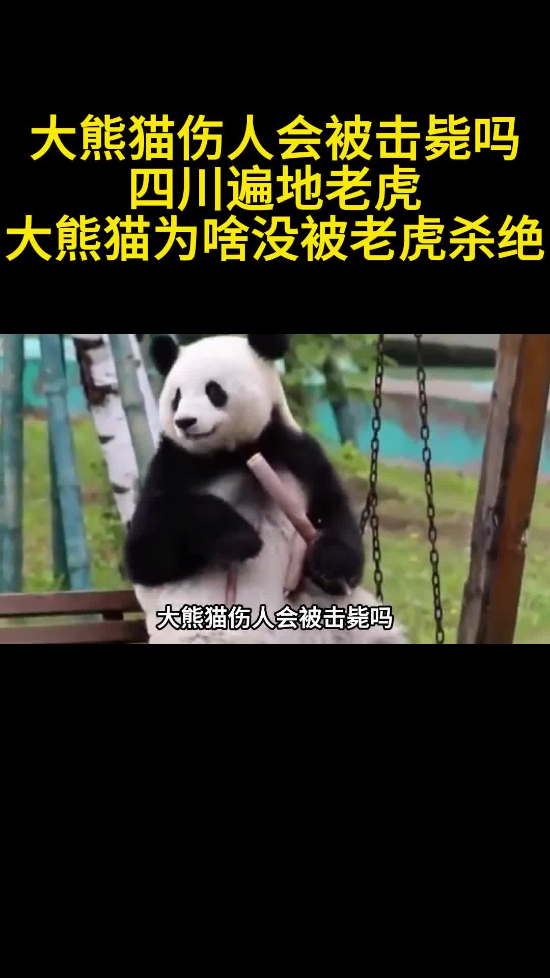 大熊猫伤人会被击毙吗四川遍地老虎大熊猫为啥没被老虎杀绝