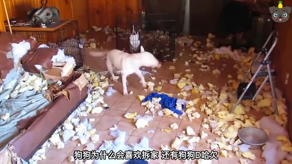 狗狗为什么在便便前转圈圈狗狗迷惑行为大解密二