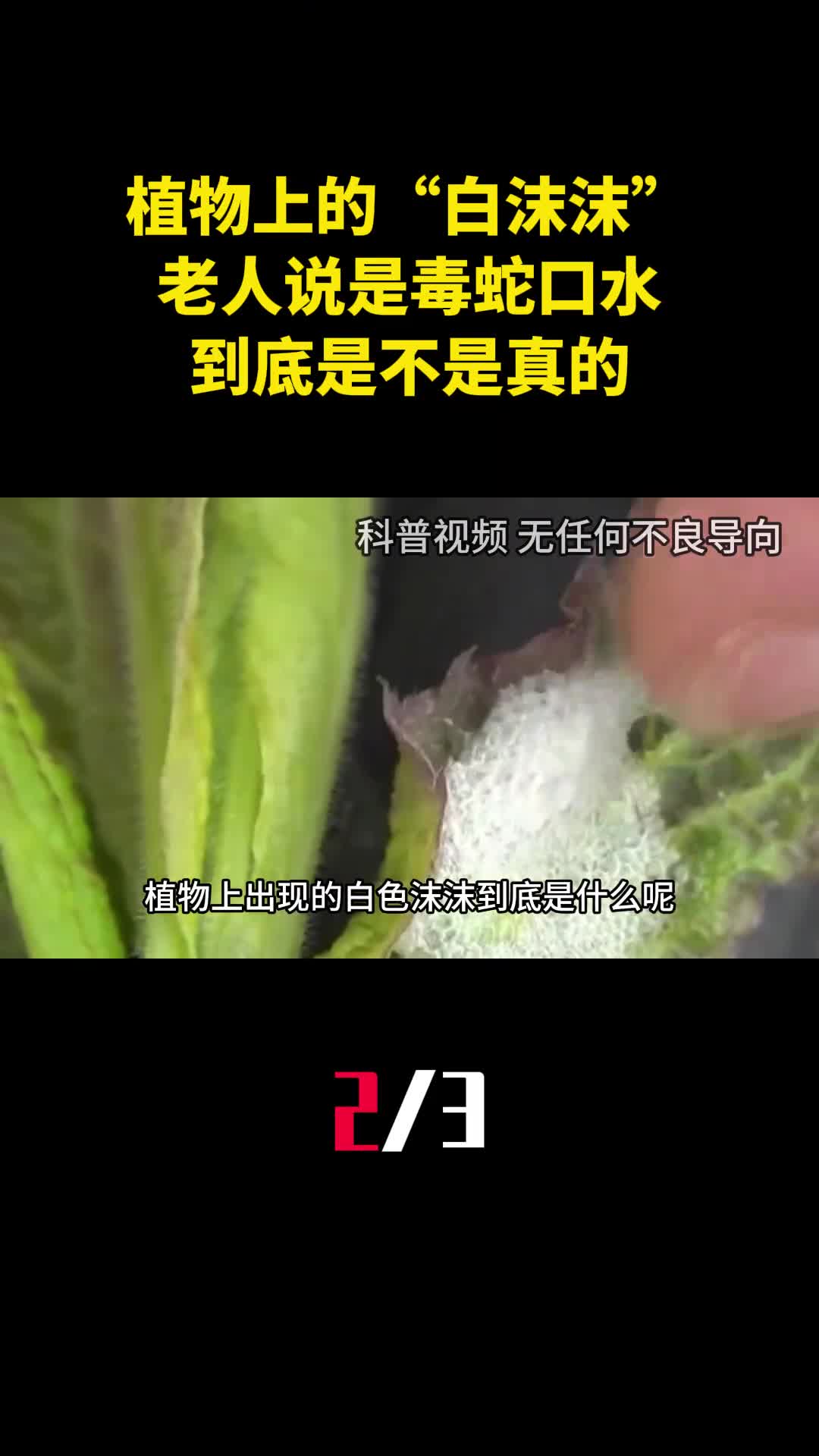 农村植物上的白色沫沫老人说是毒蛇口水到底是不是真的2