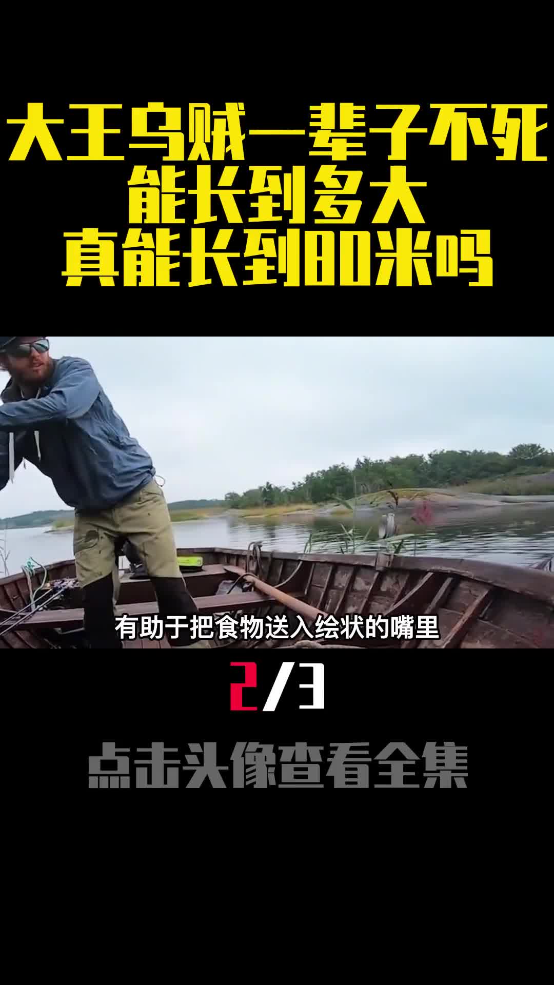 大王乌贼一辈子不死能长到多大真能长到80米吗2