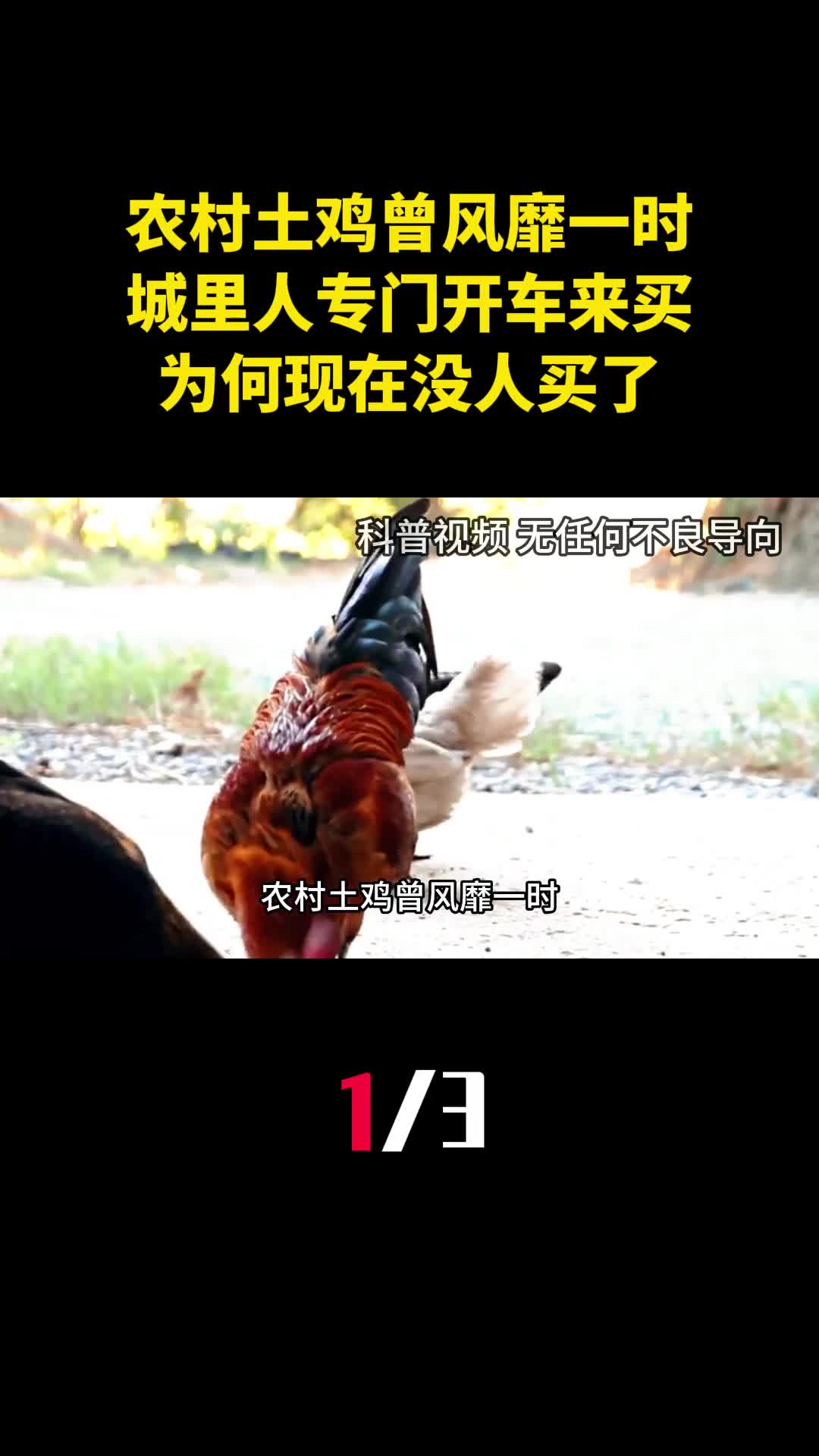 农村土鸡曾风靡一时城里人专门开车来买为何现在没人买了1
