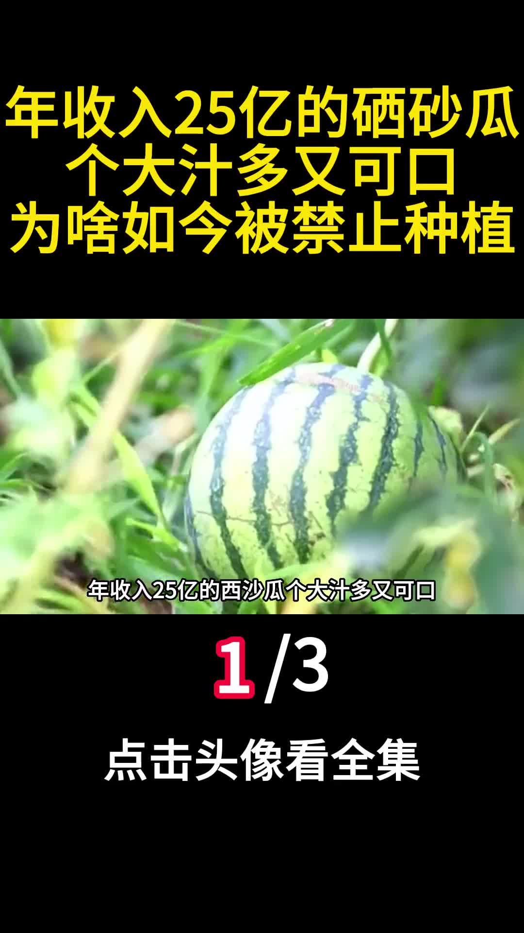 年收入25亿的硒砂瓜个大汁多又可口为啥如今被禁止种植1