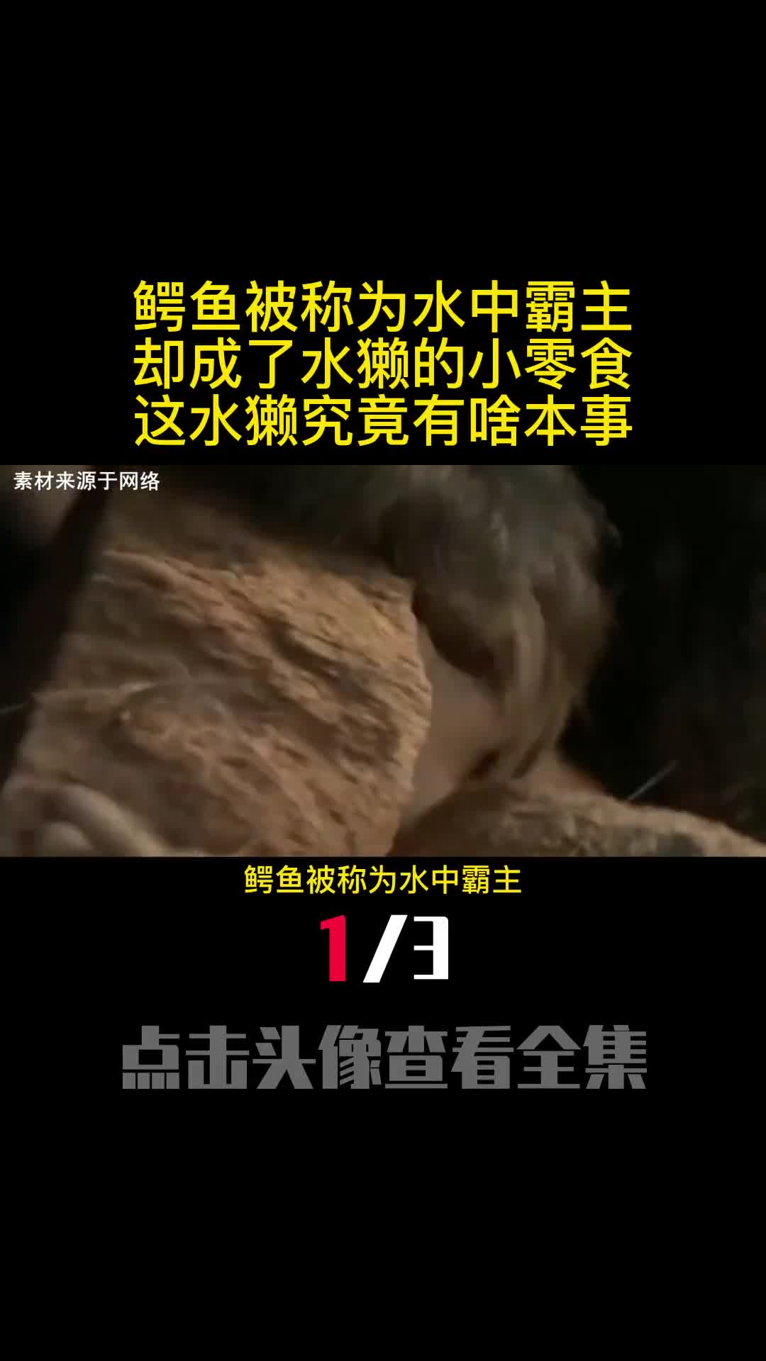 鳄鱼被称为水中霸主却成了水獭的小零食这水獭究竟有啥本事1