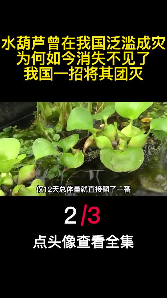 水葫芦曾在我国泛滥成灾为何如今消失不见了我国一招将其团灭2
