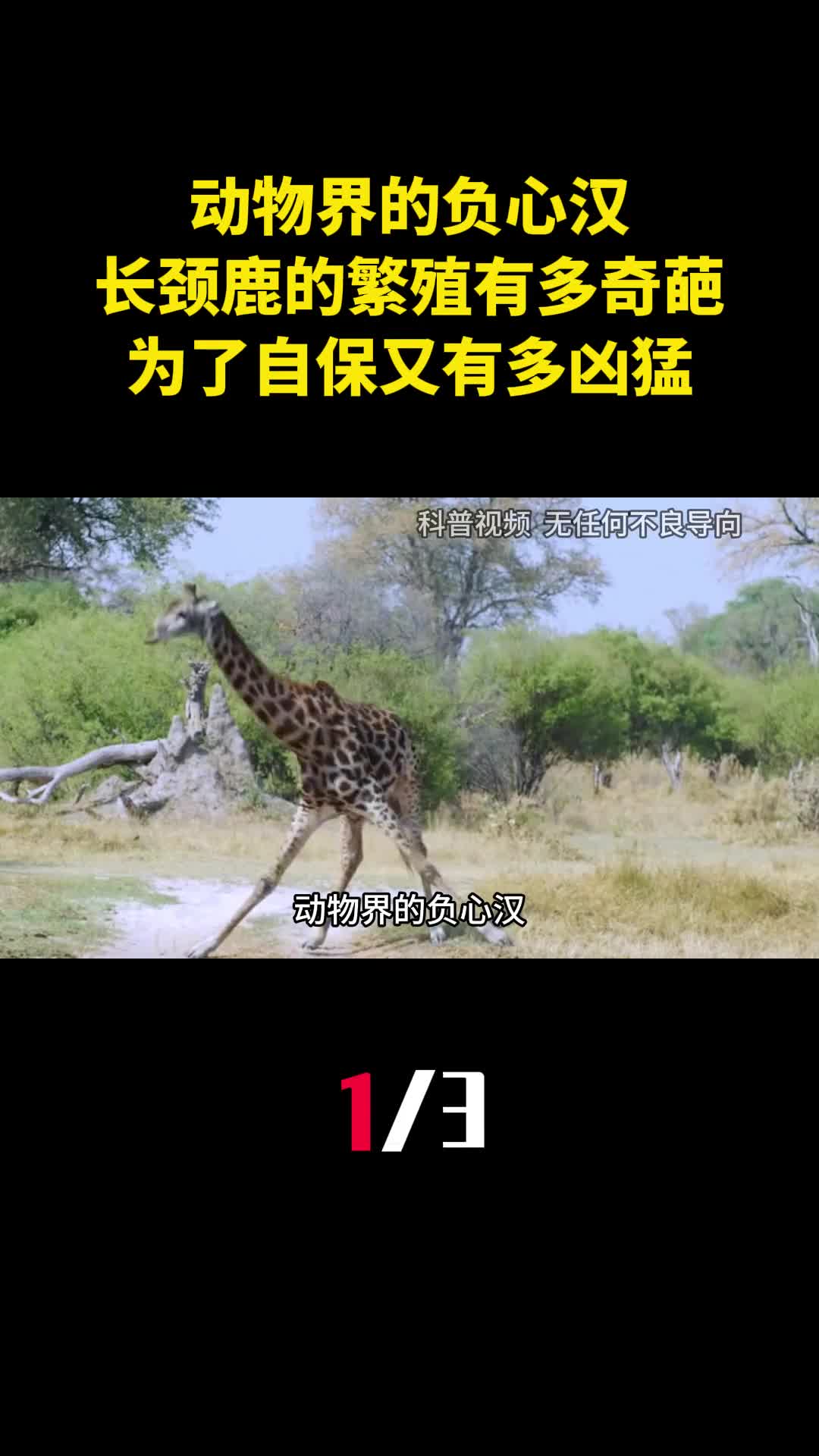 动物界的负心汉长颈鹿的繁殖有多奇葩为了自保又有多凶猛1