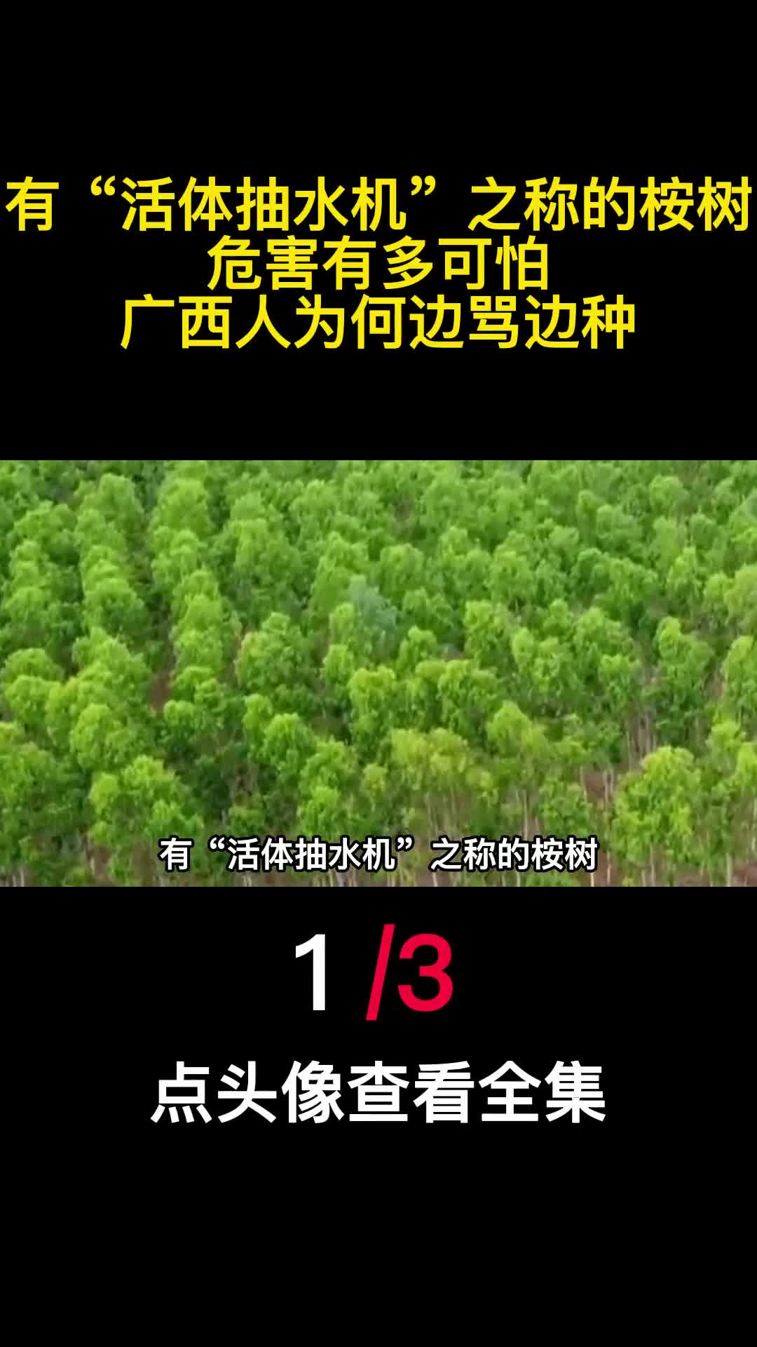 有活体抽水机之称的桉树危害有多可怕广西人为何边骂边种1