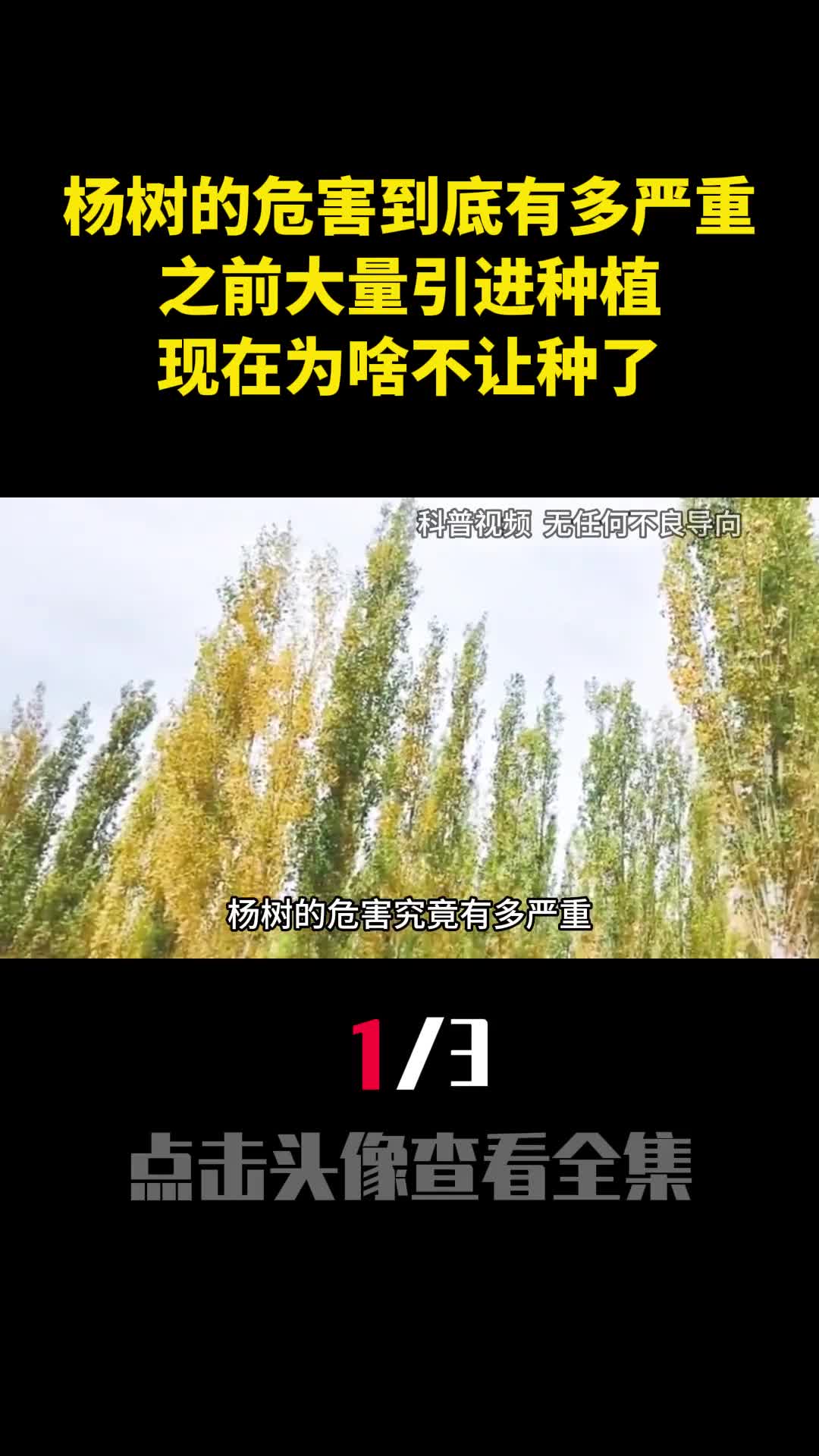 杨树的危害到底有多严重之前大量引进种植现在为啥不让种了1