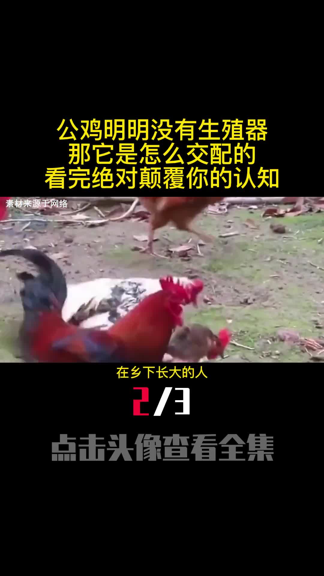 公鸡明明没有生殖器那它是怎么交配的看完绝对颠覆你的认知2