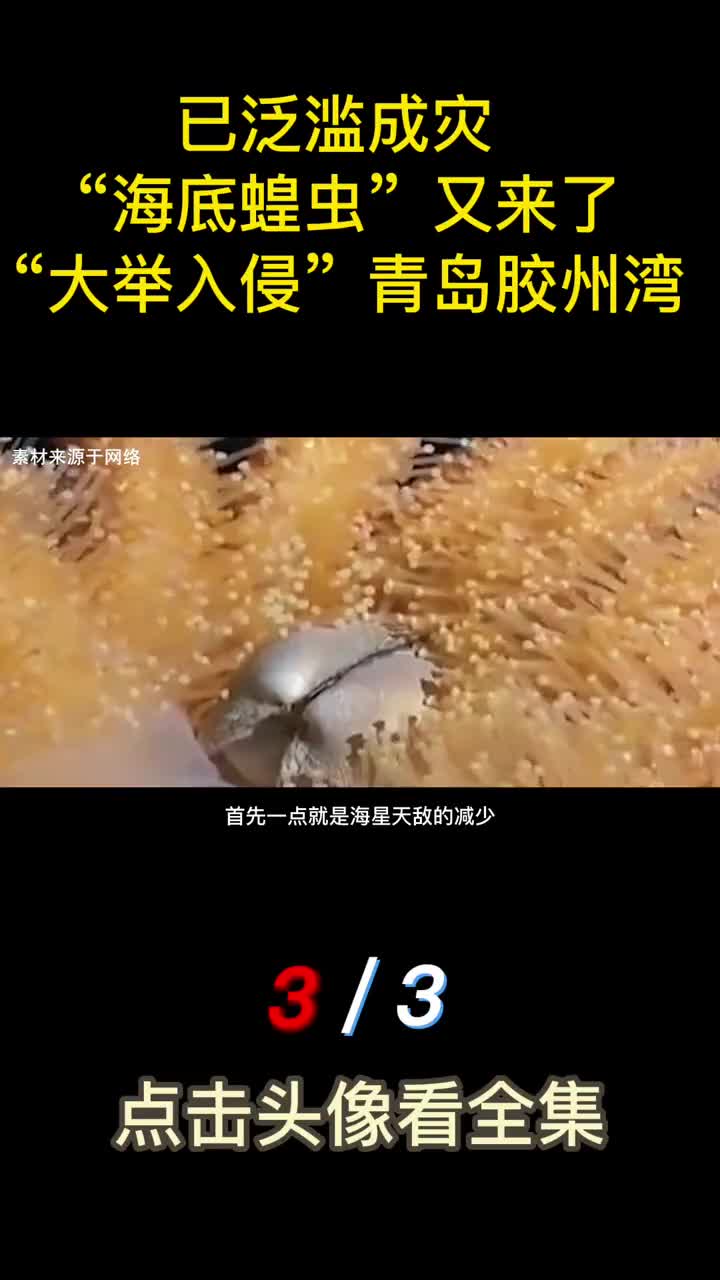 已泛滥成灾海底蝗虫又来了海星大举入侵青岛胶州湾
