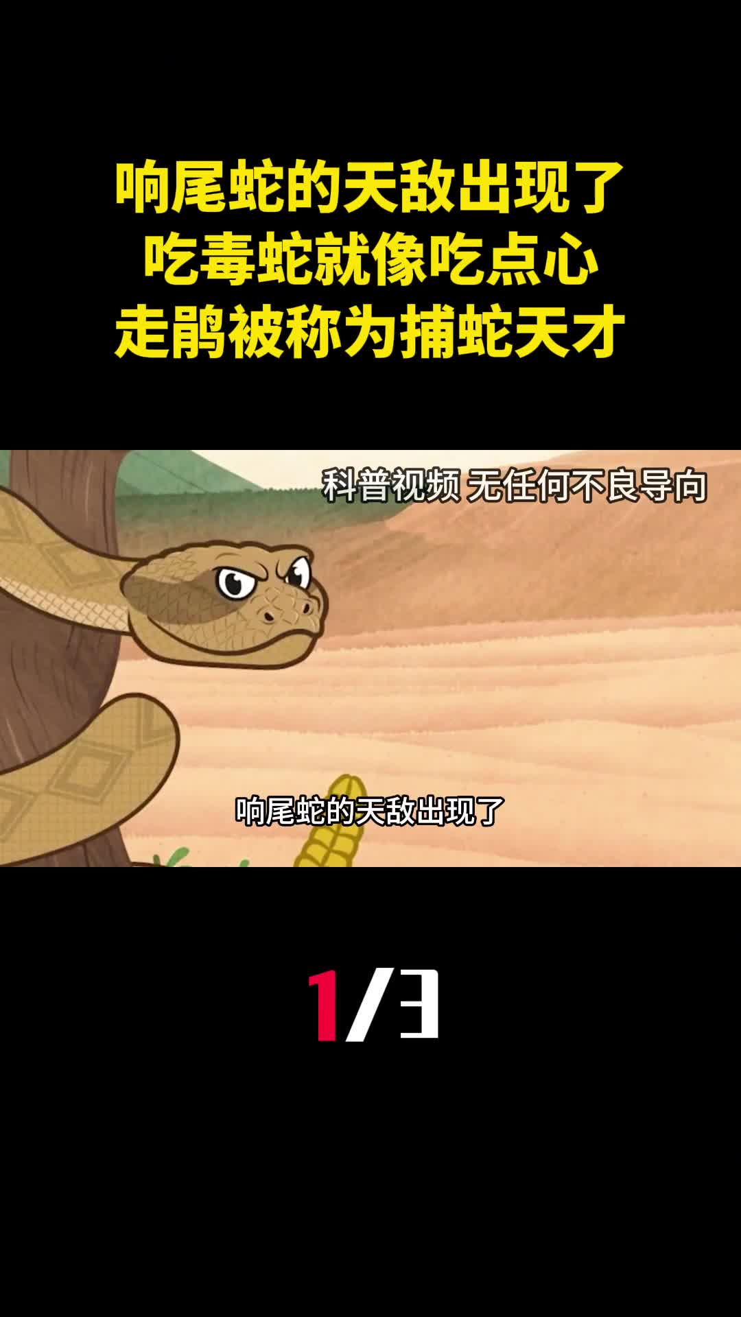 响尾蛇的天敌出现了吃毒蛇就像吃点心为何走鹃被称为捕蛇天才1