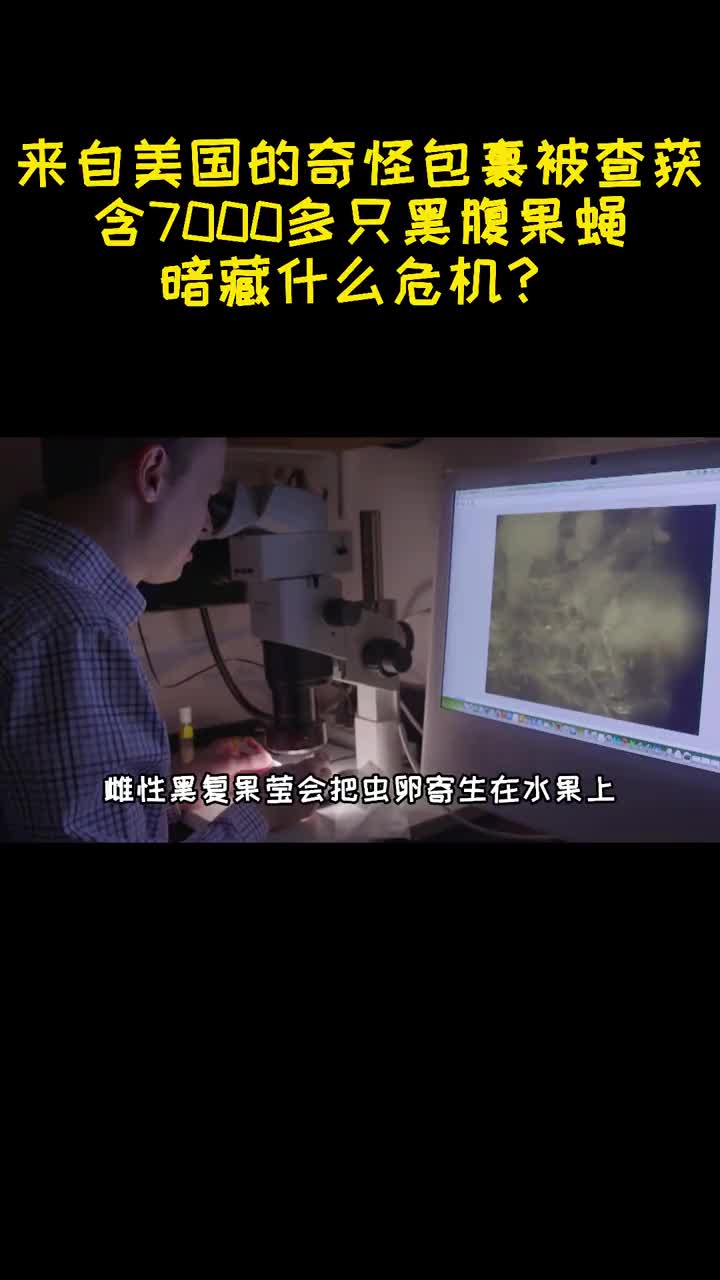 来自美国的奇怪包裹被查获含7000多只黑腹果蝇暗藏什么危机2