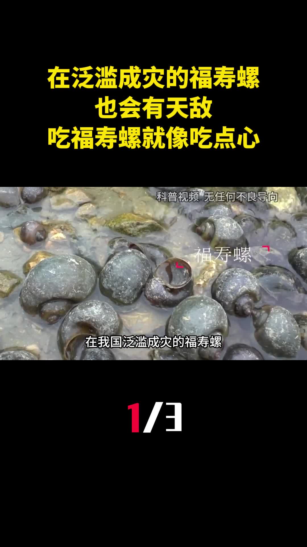在我国泛滥成灾的福寿螺也会有天敌吃福寿螺就像吃点心1